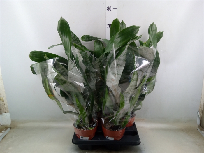 <h4>Aechmea fasciata 'Prontoo'</h4>