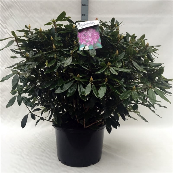 <h4>Rhodo. Hybride in mix soorten</h4>