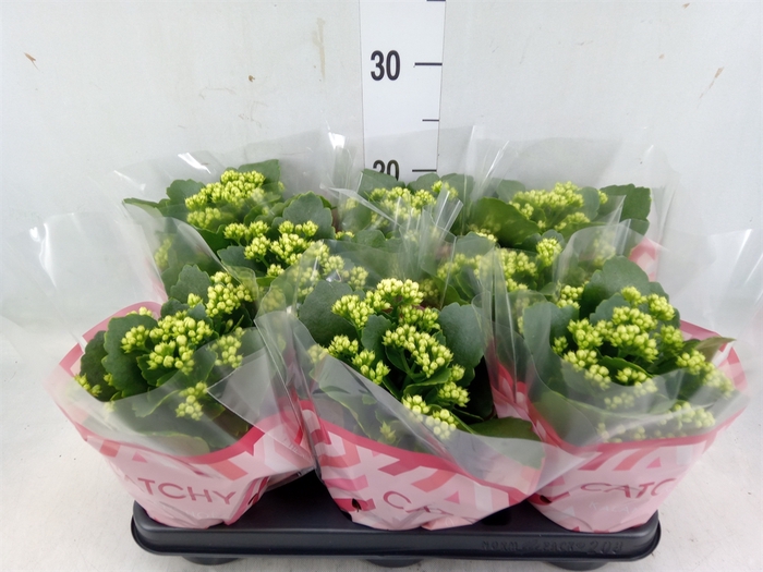 <h4>Kalanchoe blos. 'Calandiva Whites'</h4>