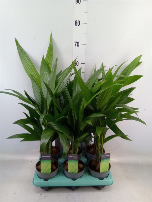 <h4>Areca catechu</h4>