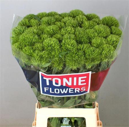 <h4>Di Barb Kiwi Mellow 70cm Tonie</h4>