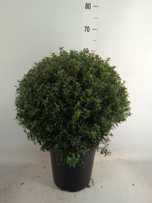 <h4>Myrtus communis</h4>