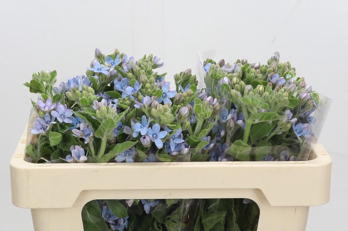 Oxypetalum Tweedia Blue