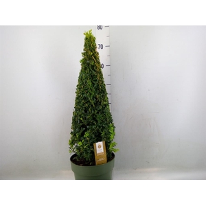 Buxus semp.   ...