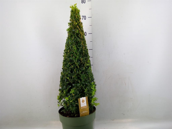 <h4>Buxus semp.   ...</h4>