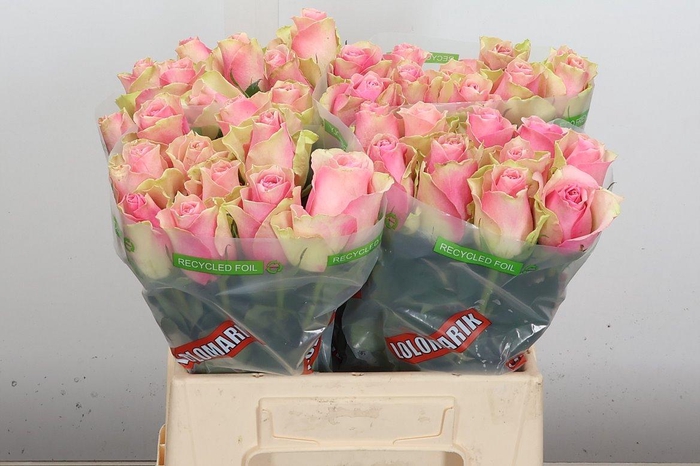 <h4>R Gr Belle Rose</h4>