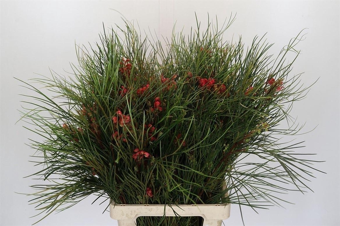 <h4>Grevillea Johnsonii</h4>