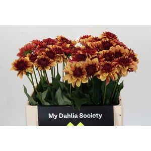 Dahlia Creme de Cognac