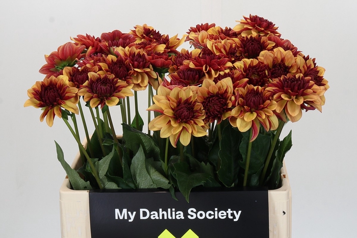 <h4>Dahlia Creme de Cognac</h4>