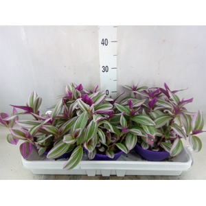 Tradescantia albif. 'Nanouk'