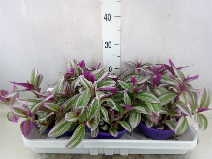 <h4>Tradescantia albif. 'Nanouk'</h4>