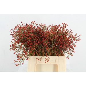 ROSA MAG RED CASCADE 45CM