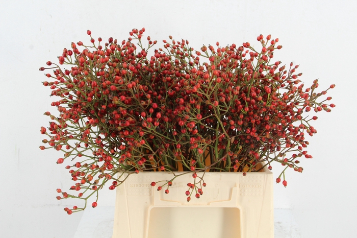 <h4>ROSA MAG RED CASCADE 45CM</h4>