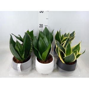 Arr.   Kamerplant Groen L%