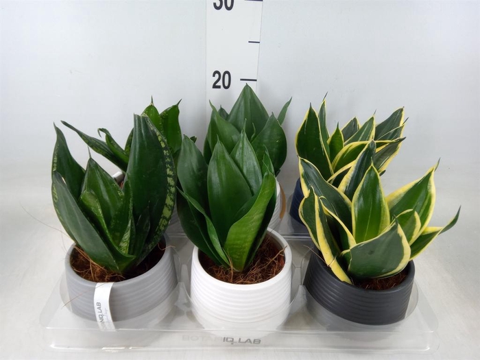 <h4>Arr.   Kamerplant Groen L%</h4>