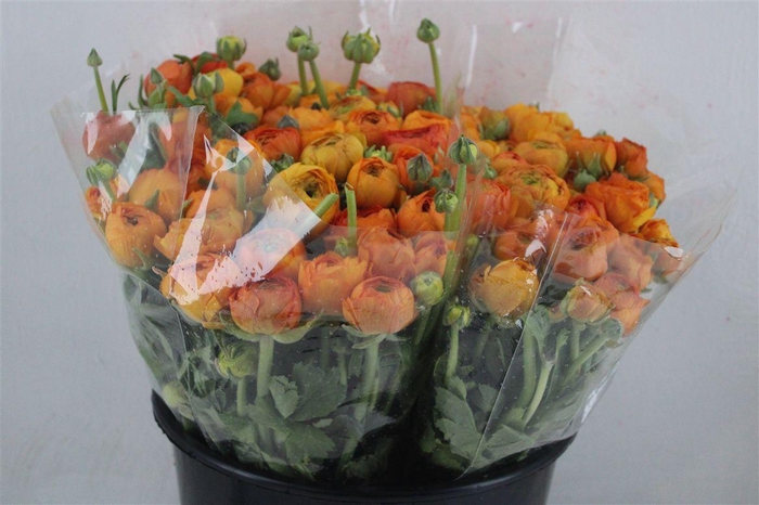 <h4>Ran Elegance Orange</h4>