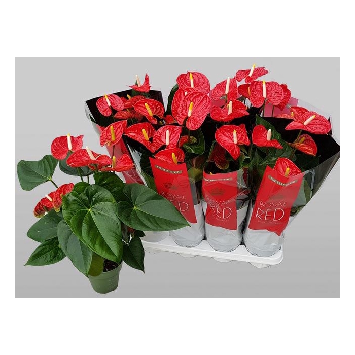 <h4>Anthurium Andreanum Madural 14Ø 55cm 5fl</h4>