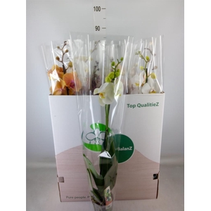 Phalaenopsis   ...mix