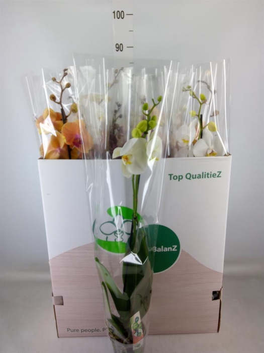 <h4>Phalaenopsis   ...mix</h4>