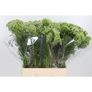 Ammi Visnaga