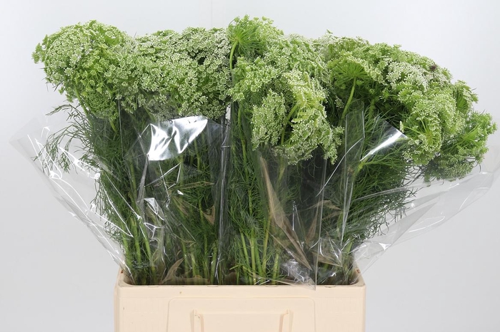 <h4>Ammi Visnaga</h4>