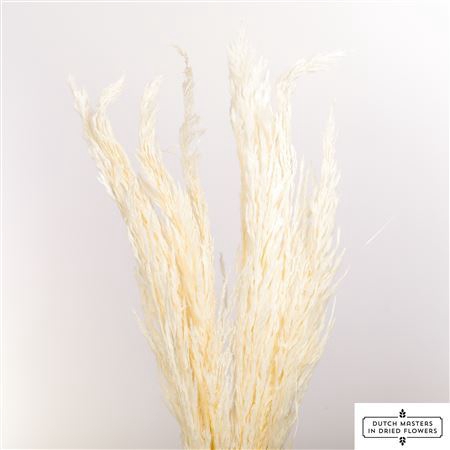 <h4>Dried Pampas Gras Bleached P Stem</h4>