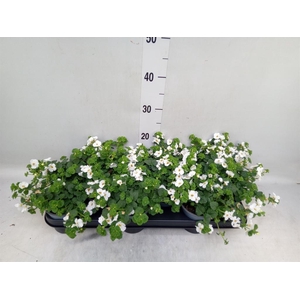 Sutera  'Big White Falls'