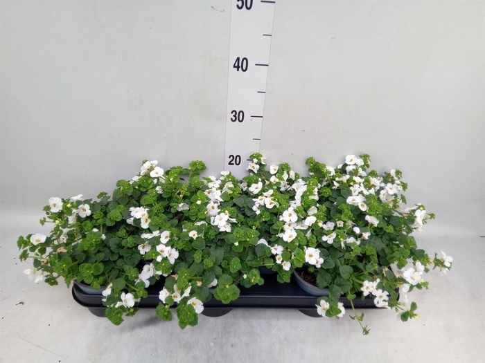 <h4>Sutera  'Big White Falls'</h4>