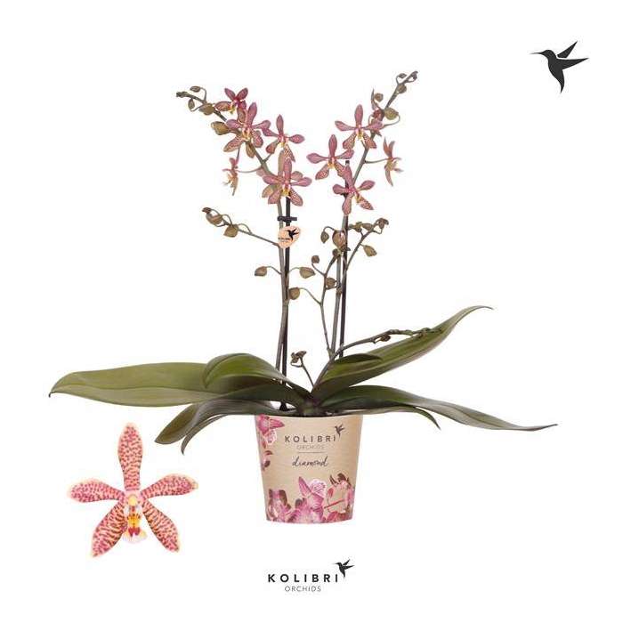 <h4>Phalaenopsis Spider</h4>