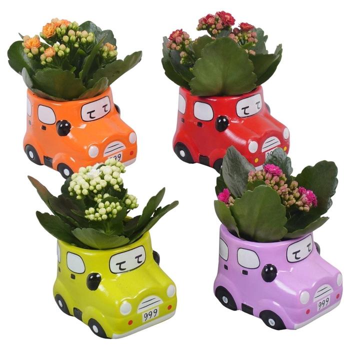 <h4>Arr.    Planten  L%</h4>