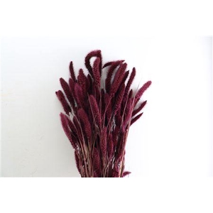 Dried Setaria X5 Bordeaux Bunch