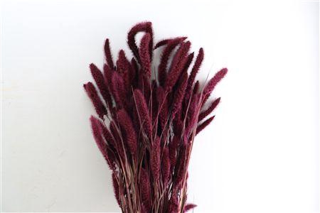 <h4>Dried Setaria X5 Bordeaux Bunch</h4>