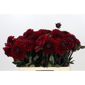 Dahlia Bacara