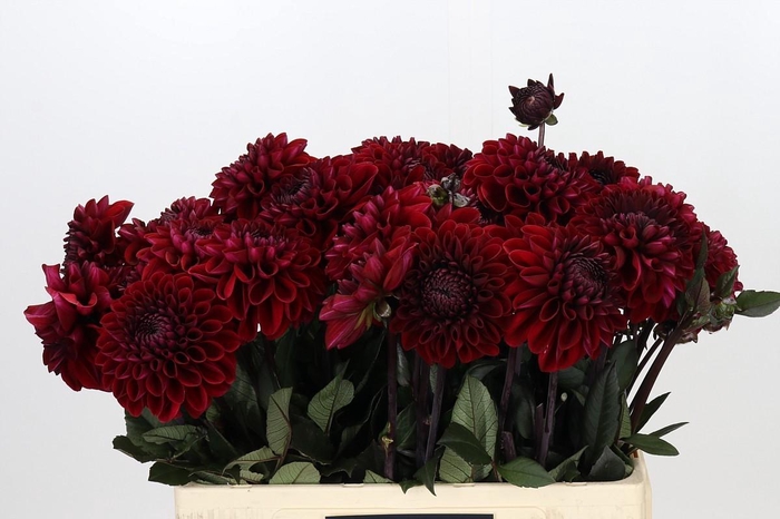 <h4>Dahlia Bacara</h4>