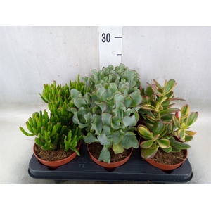 Crassula   ...mix