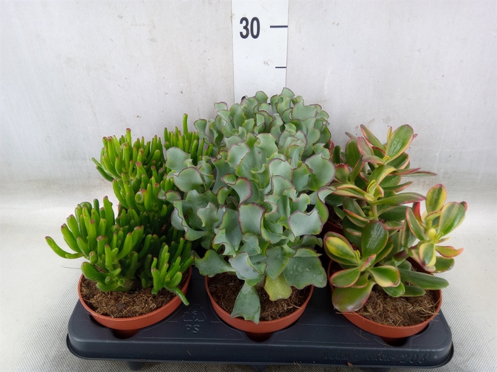 <h4>Crassula   ...mix</h4>