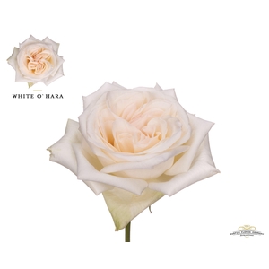 Rosa GR 'White O'Hara'