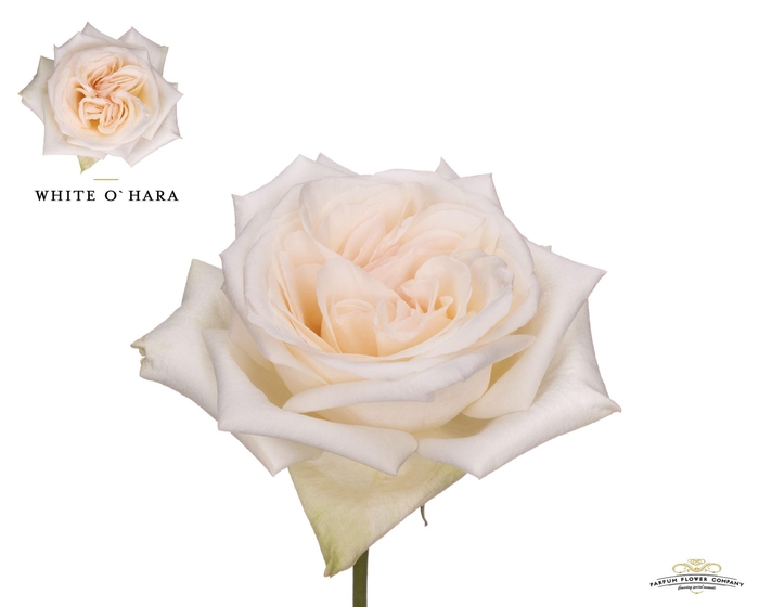 <h4>Rosa GR 'White O'Hara'</h4>