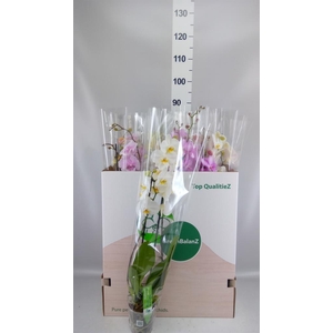 Phalaenopsis   ...mix