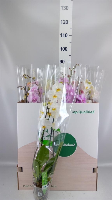 <h4>Phalaenopsis   ...mix</h4>