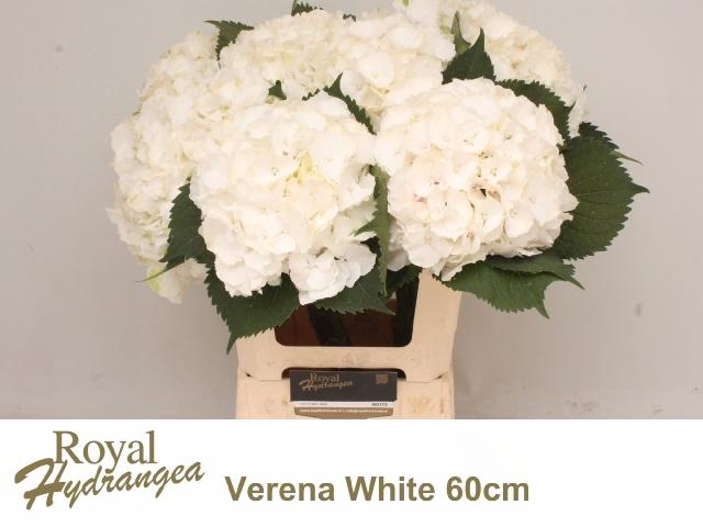 <h4>HYDR M CH WHI VERENA</h4>