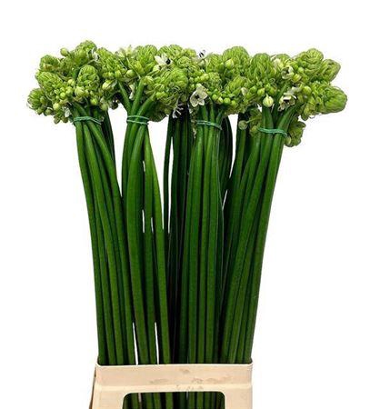 <h4>Ornit Saundersiae</h4>