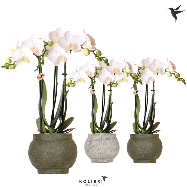 <h4>Kolibri Orchids Phalaenopsis white 3 spike in Ancient pot green</h4>