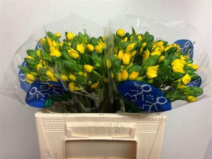 <h4>ORNIT DB YELLOW ASA</h4>