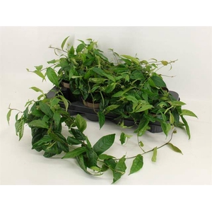 FICUS SAGITTATA