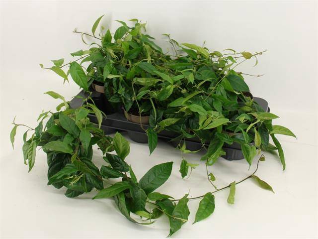 <h4>FICUS SAGITTATA</h4>