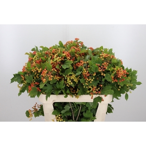 Viburnum Met Bes
