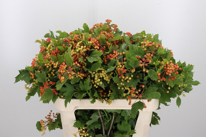 <h4>Viburnum Met Bes</h4>