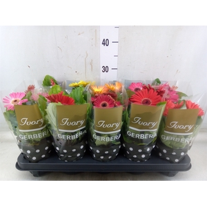 Gerbera  'Ivory'   ...mix