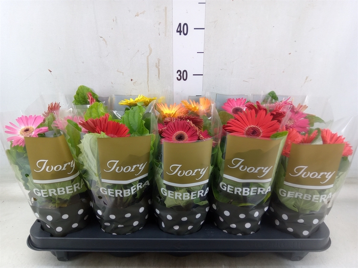 <h4>Gerbera  'Ivory'   ...mix</h4>
